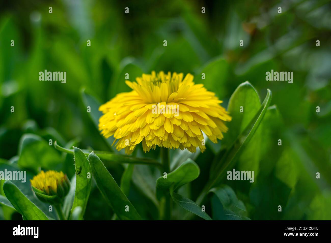 Die Blütenblätter der Ringelblume Calendula officinalis, oder Ringelblume Stockfoto