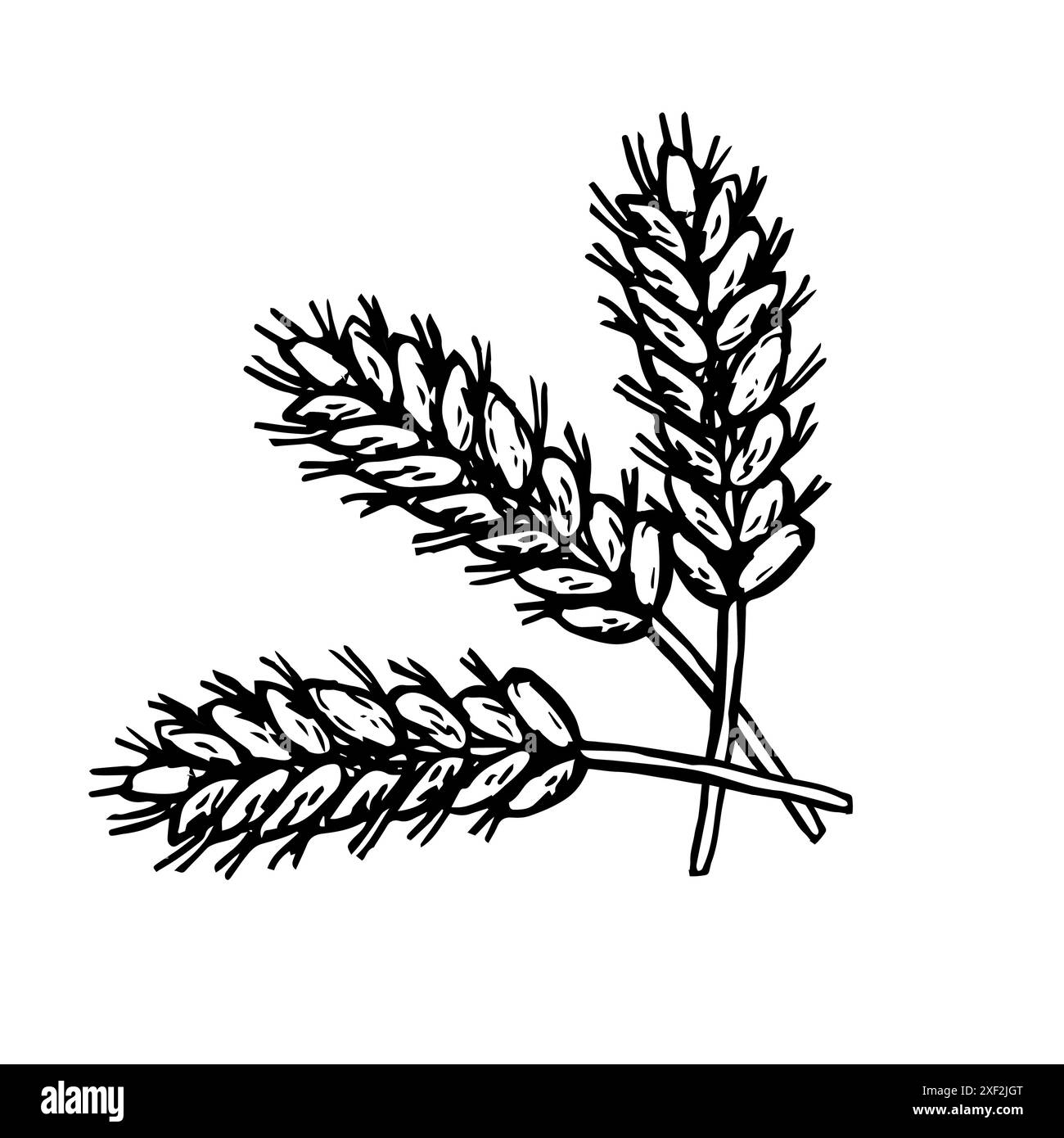 Vektorillustration des Weizenbündels dargestellt. Gravur des Ernteelements. Stock Vektor