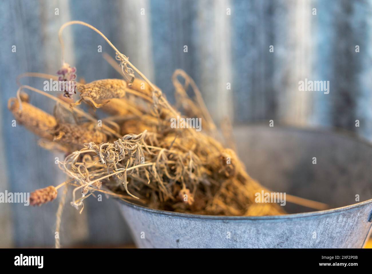 Ein Bündel aromatischer getrockneter Lavendelblüten im rustikalen Blechbehälter Stockfoto