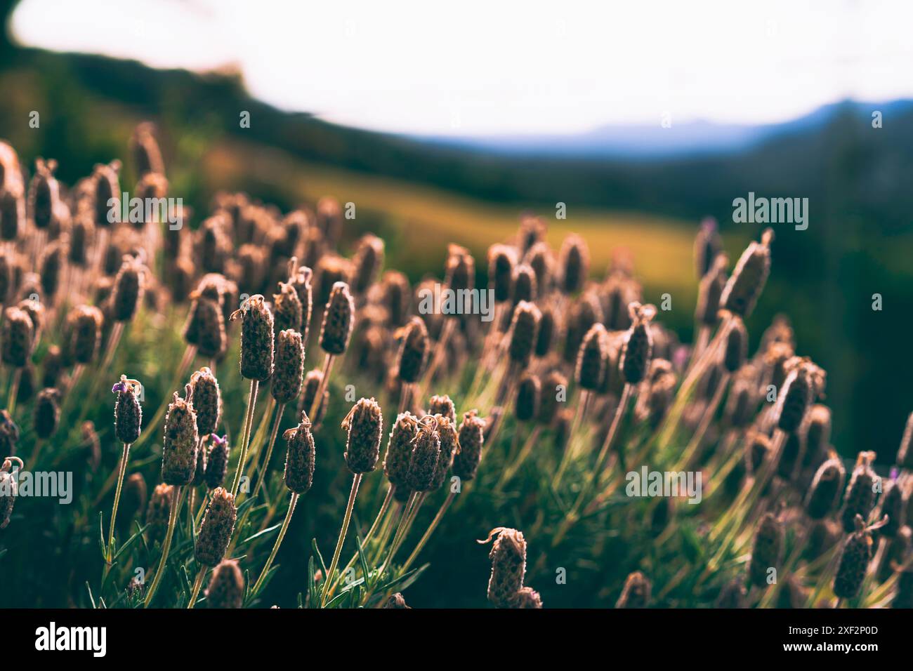 Lila Lavendelblume Feld Sonnenuntergang weiches Licht Stockfoto
