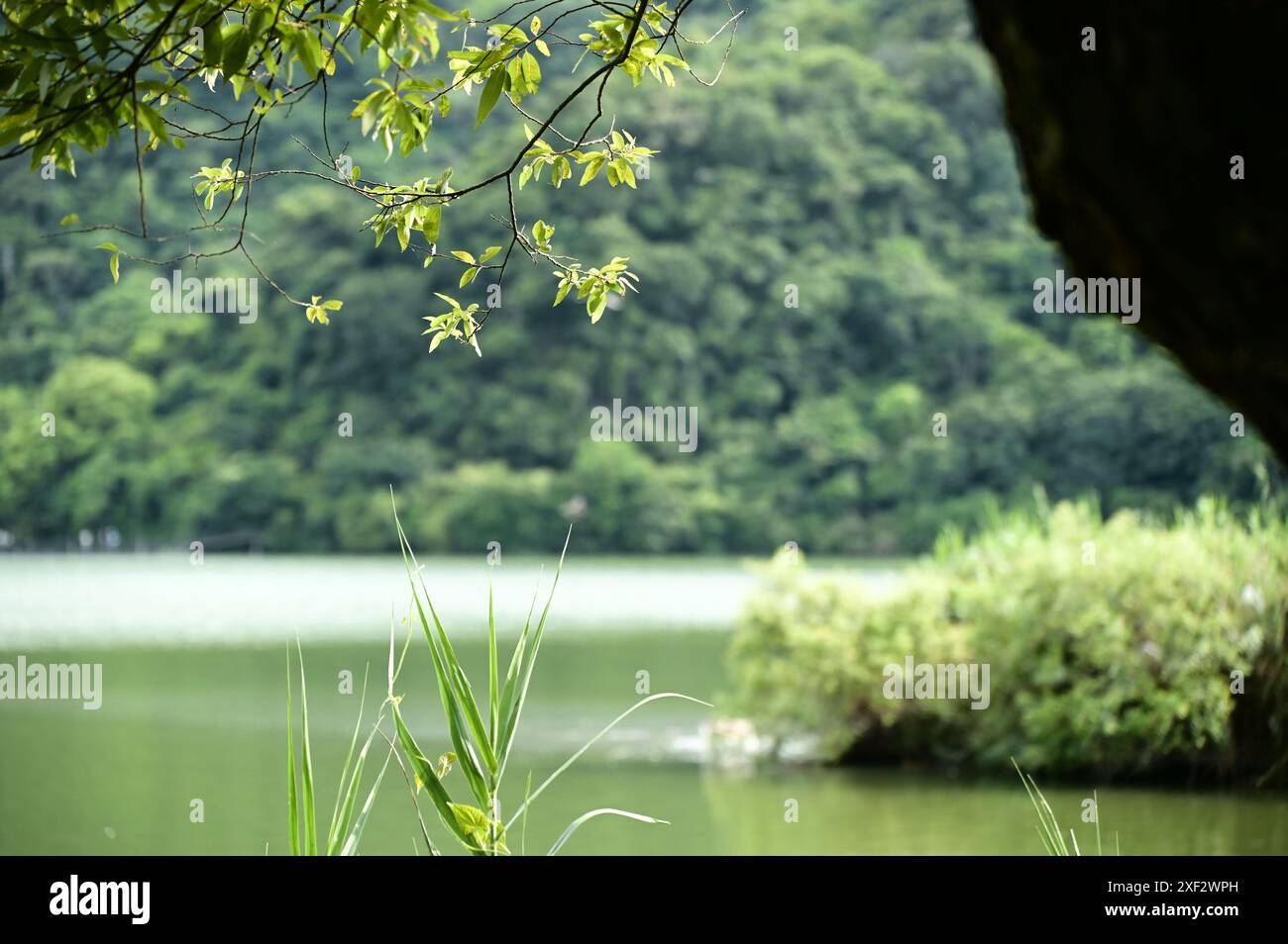 Ein See umarmt von üppigen Ausläufern, sein smaragdgrüner Wasser schimmert wie Jade. Dichte Bäume am See erscheinen unter Sonnenlicht lebendig und schaffen eine ruhige Atmosphäre. Stockfoto