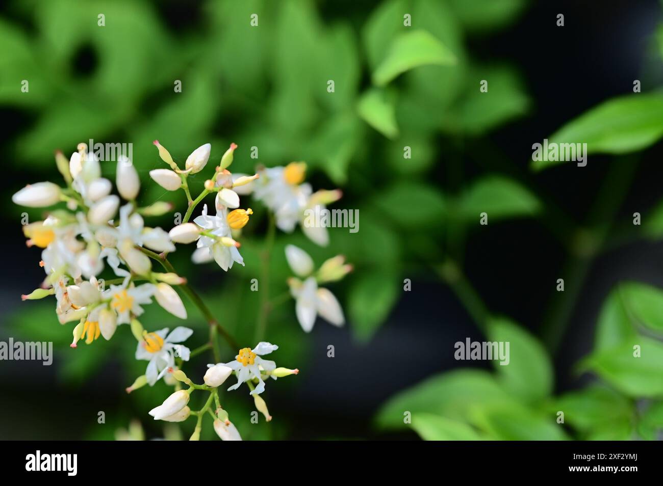Inmitten von üppigem Grün prägen zarte weiße Blumen mit leuchtend gelben Mittelpunkten die Landschaft im Freien und erwecken ein Gefühl der Überraschung und Freude. Stockfoto