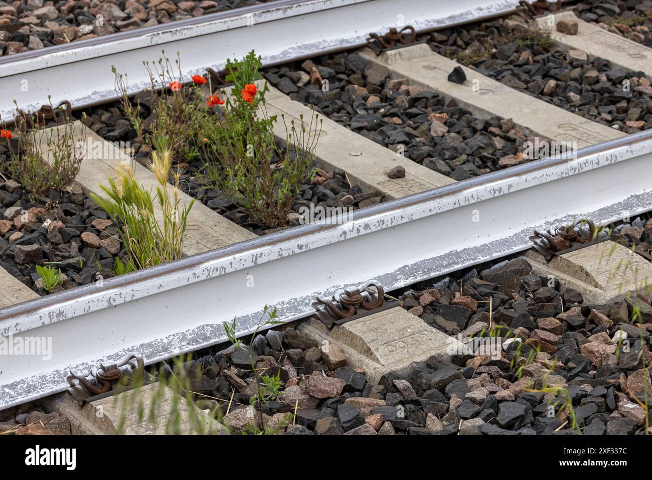 Regionalbahn der Ferrovie Emilia Romagna bei Lentigione. Die Schienen sind mit weißer Farbe gestrichen. Die weiße Farbe soll Gleisverformungen durch Hitze verhindern. // 26.05.2024: Lentigione, Emilia-Romana, Italien, Europa *** Regionalzug Ferrovie Emilia Romagna bei Lentigione die Schienen sind mit weißer Farbe lackiert die weiße Farbe soll eine Verformung der Schienen durch Hitze verhindern 26 05 2024 Lentigione, Emilia Romana, Italien, Europa Stockfoto