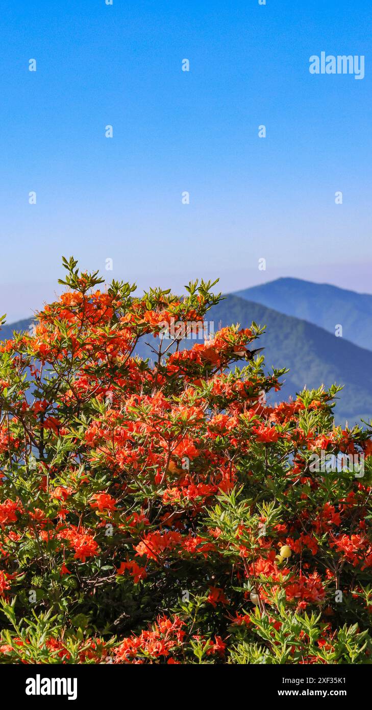 Flamme Azaleen am Roan Mountain Stockfoto