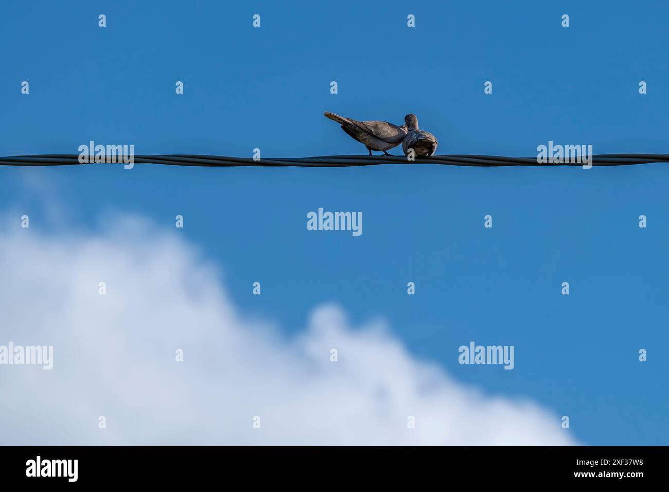 Ein Paar Tauben küsst sich auf einem elektrischen Draht gegen den blauen Himmel Stockfoto