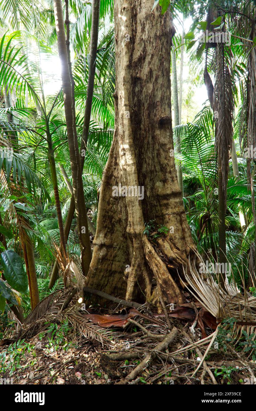 Das Bild zeigt einen üppigen, halbtropischen Regenwald im Palms-Nationalpark bei Cooyar, Queensland, Australien. Stockfoto