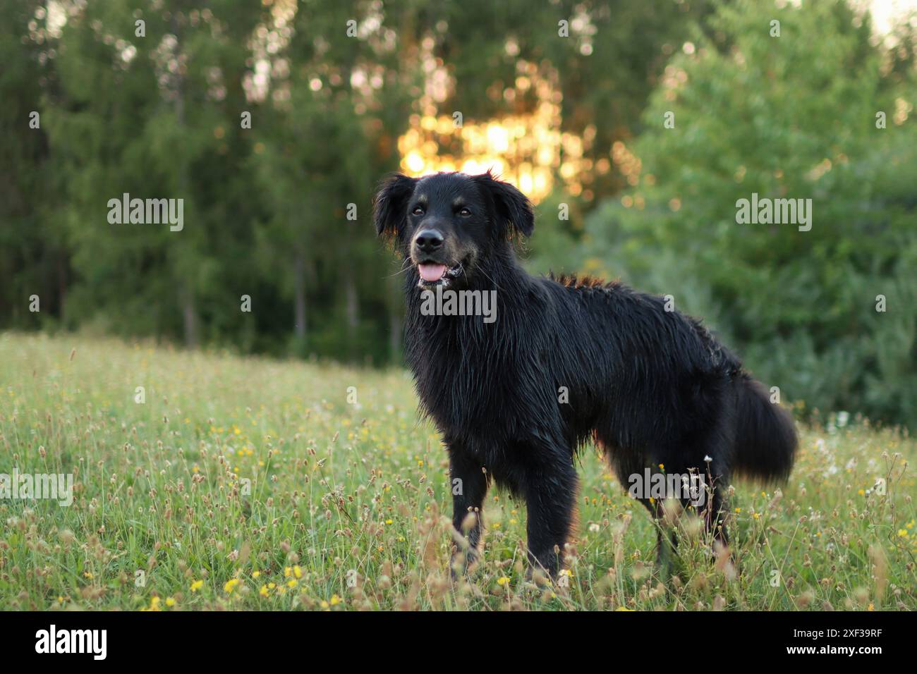 Stehender schwarzer Hund, der die goldene Stunde draußen im Wald genießt. Porträt des süßen adoptierten Hundes zur goldenen Stunde Stockfoto