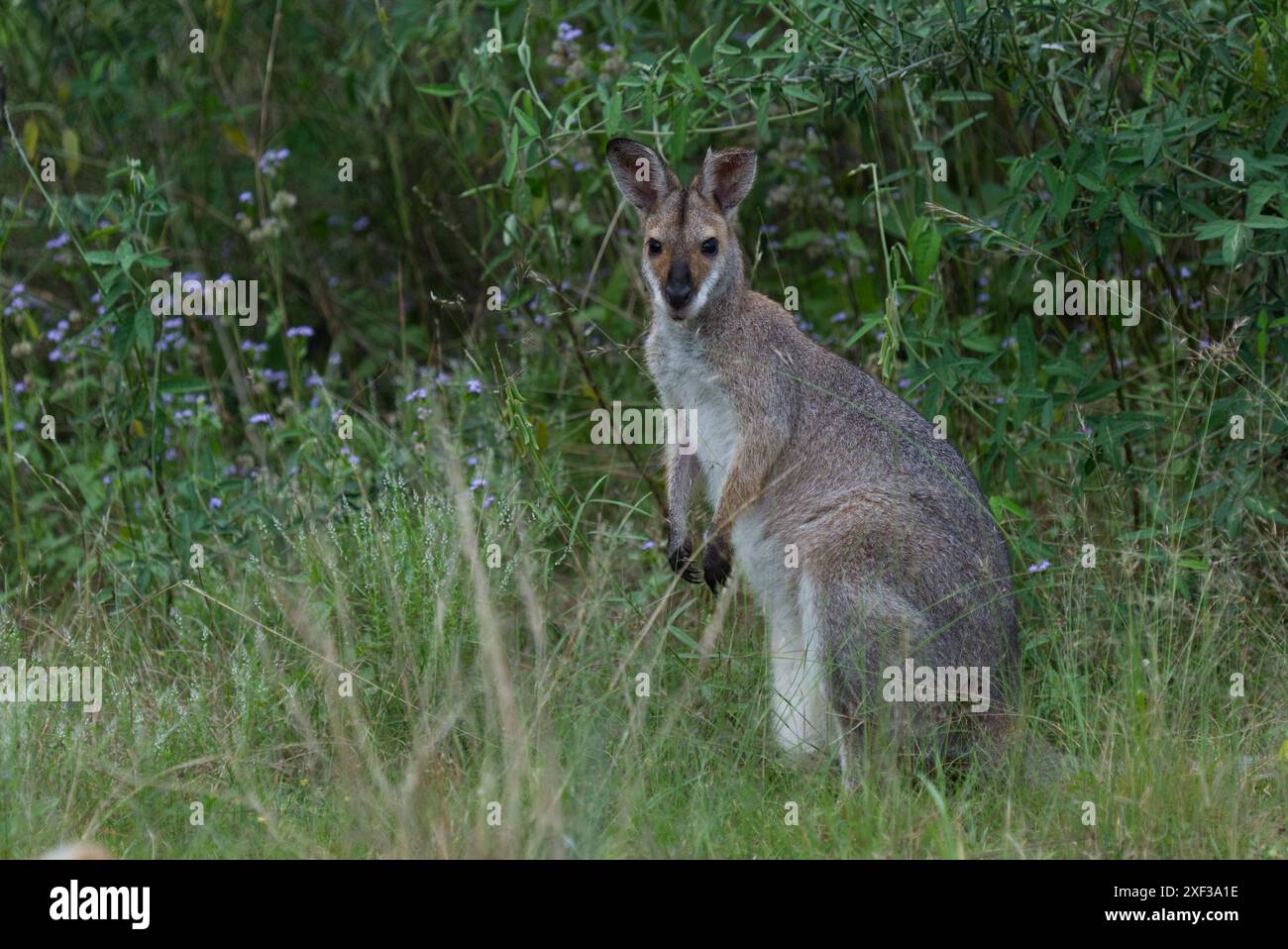 Benentts Red Neck Wallaby weidet auf Laub in Queensland, Australien Stockfoto