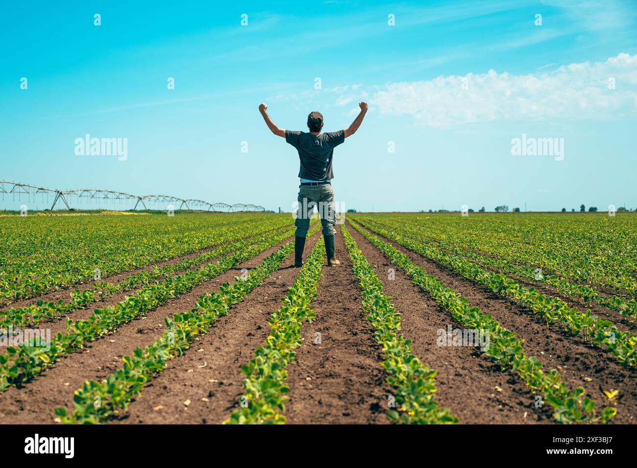 Erfolgreicher Landwirt, der in siegreicher Pose auf dem Sojabohnenfeld die Hände hebt, selektiver Fokus Stockfoto