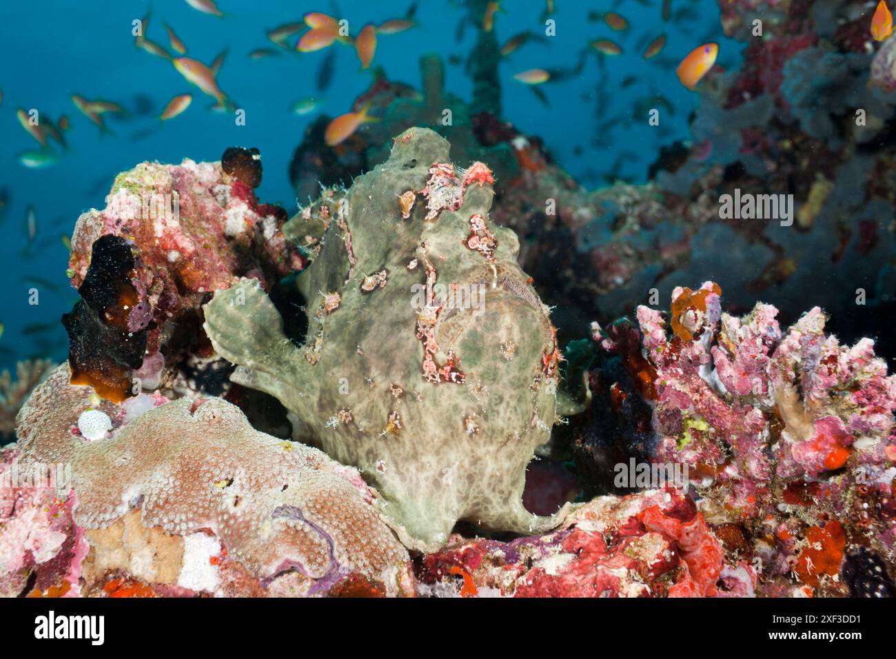 Grüner Riesenanglerfisch (Antennarius commersonii) Stockfoto