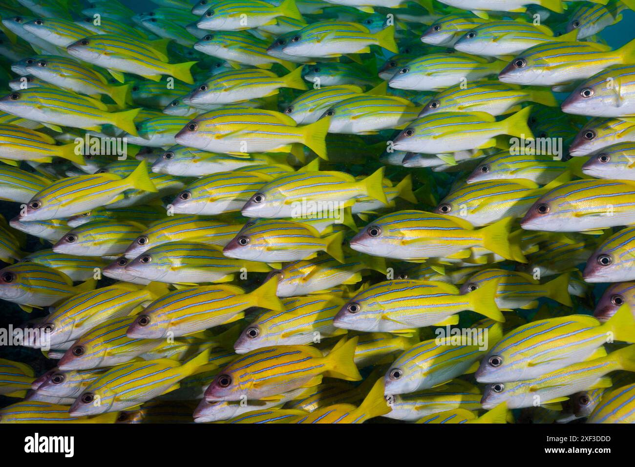 Schwarm von Blauripe Snapper (Lutjanus kasmira) im Meer Stockfoto