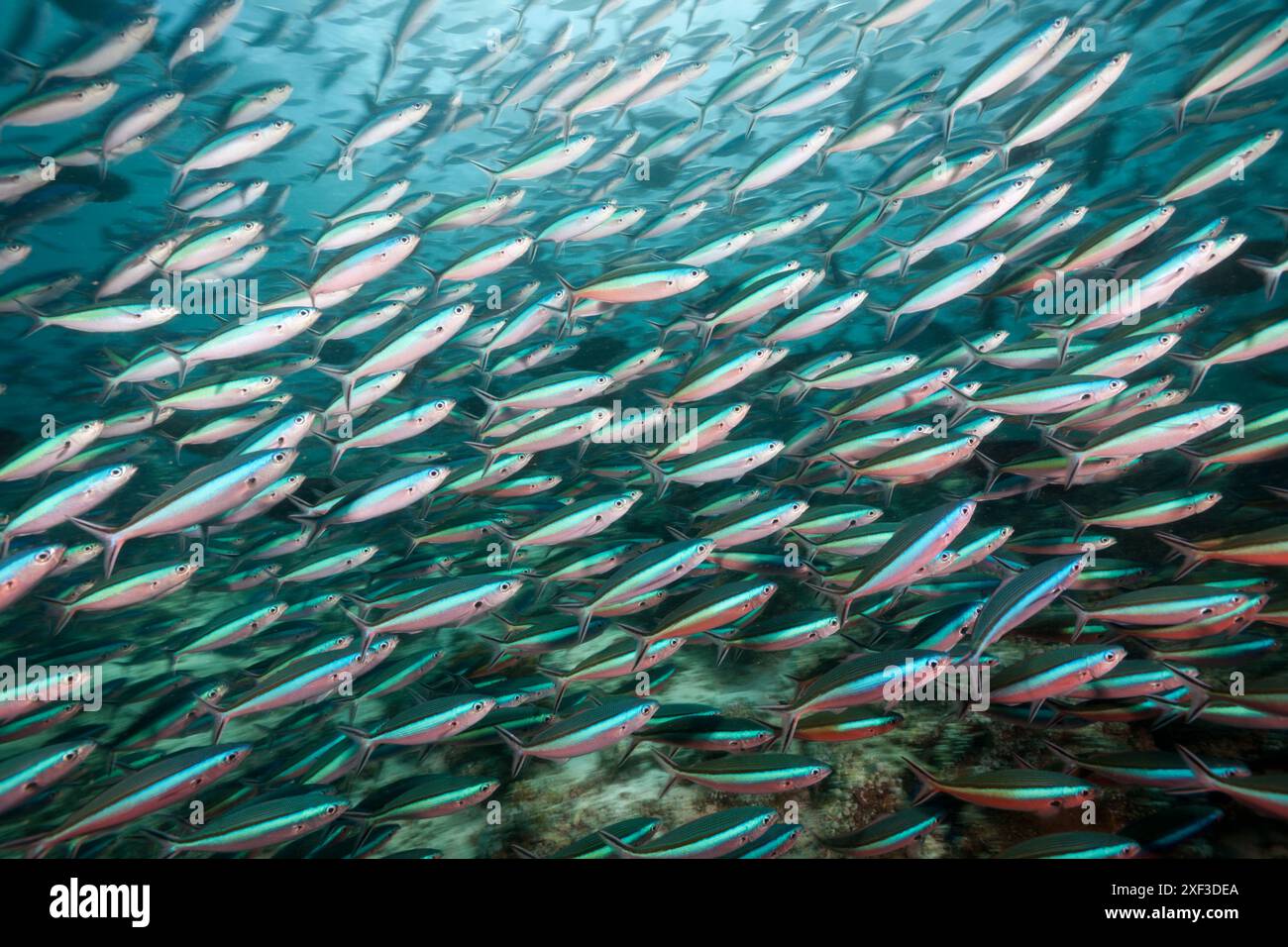 Schwarm von Neon Fusilier (Pterocaesio-Fliese) Stockfoto