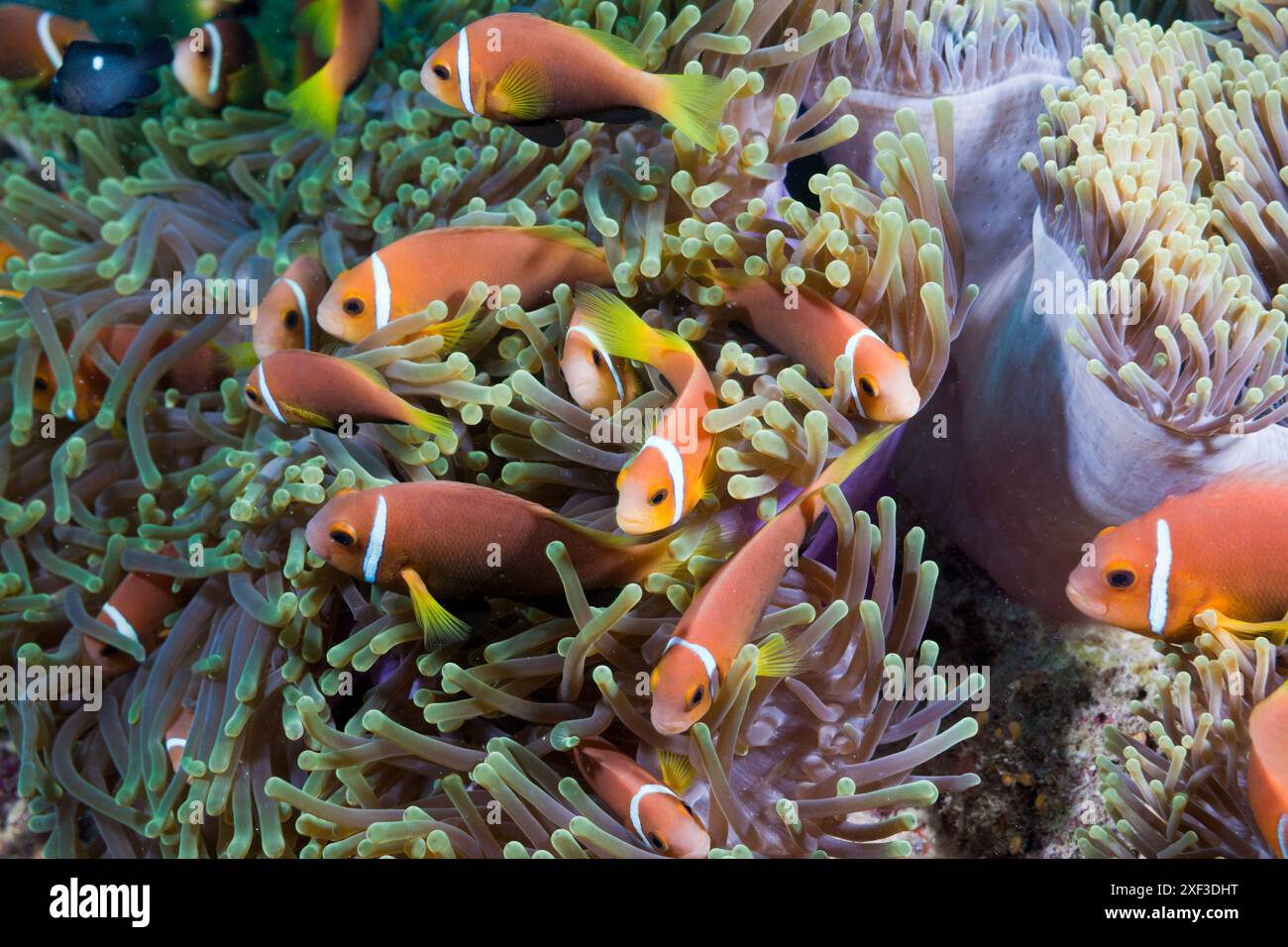 Schwarm der Malediven Anemonfische (Mmphiprion nigripes) in prächtiger Anemone (Heteractis magnifica) Stockfoto