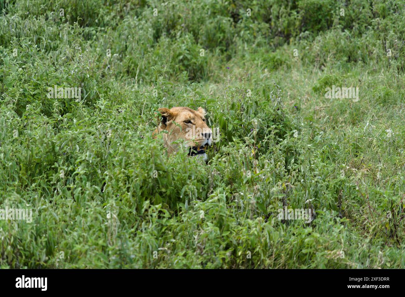 Löwin versteckt sich in langem Gras im Ngorongoro Nationalpark, Tansania. Stockfoto