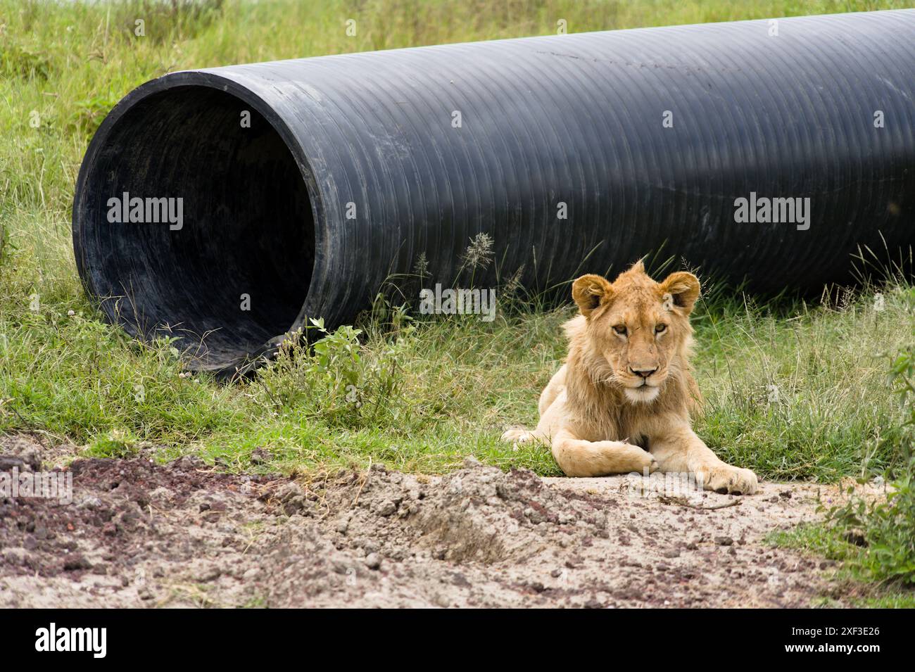Aufmerksamer männlicher Löwe, der sich im Ngorongoro-Nationalpark in Tansania niederlegt. Stockfoto