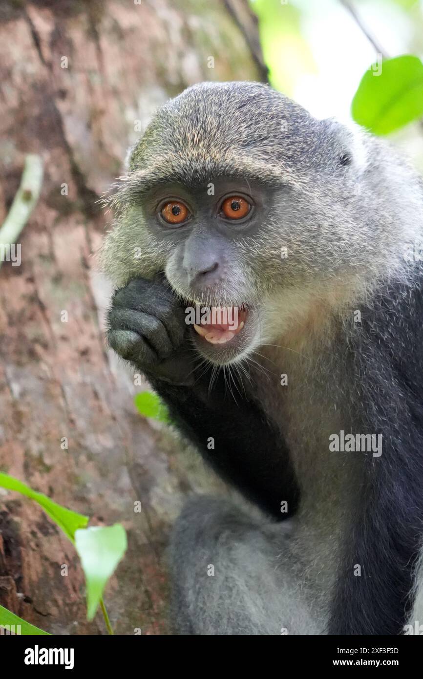 Sansibar-Sykes-Affe, Unterart des Sykes-Affen, der in Sansibar endemisch ist. Gesehen im Jozani Forest, Sansibar, Tansania. Stockfoto