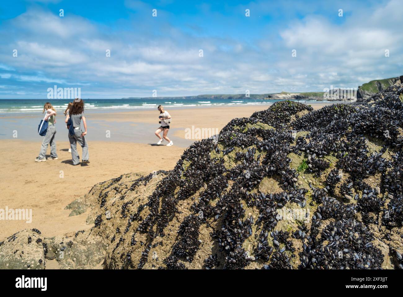 Menschen, die an einer Kolonie von Common Blue Mussells Mytilus edulis vorbeilaufen, die auf Felsen in der Gezeitenzone am Great Western GT Western Beach in Newq wachsen Stockfoto