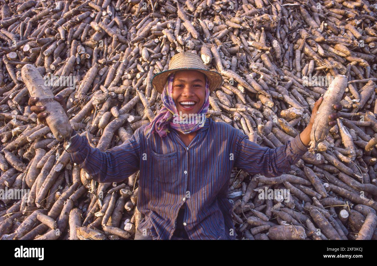 Thailand, Ubon Ratchatani - Maniok-Ernte. Die Kassawurzeln werden nach Europa exportiert, um sie als Schweinefutter zu verwenden. Stockfoto