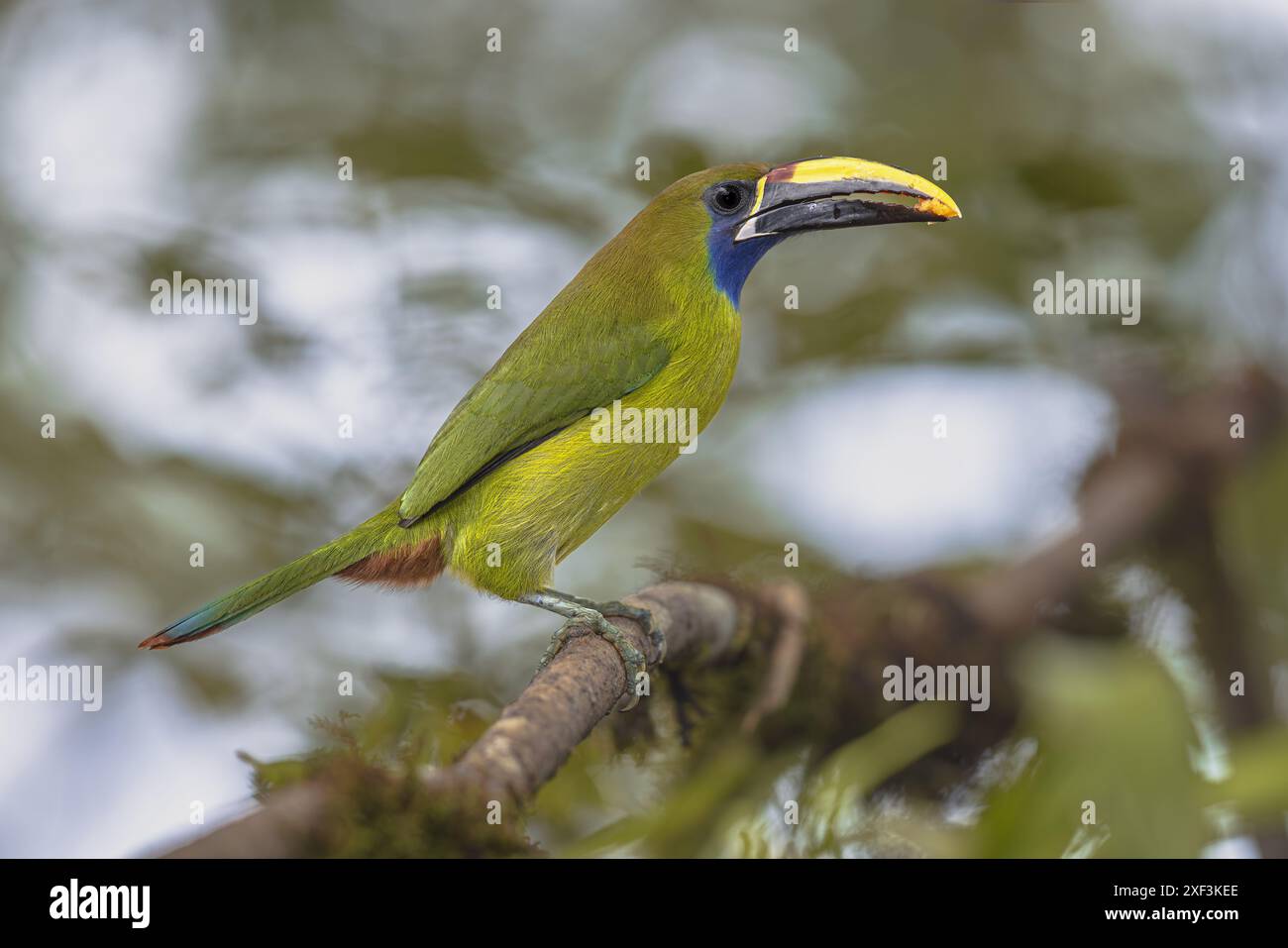 Smaragdgrüner Toucanet (Aulacorhynchus prasinus) oder blauschlauchiger Toucanet (Aulacorhynchus caeruleogularis). Der smaragdgrüne Toucanet wurde ursprünglich in beschrieben Stockfoto