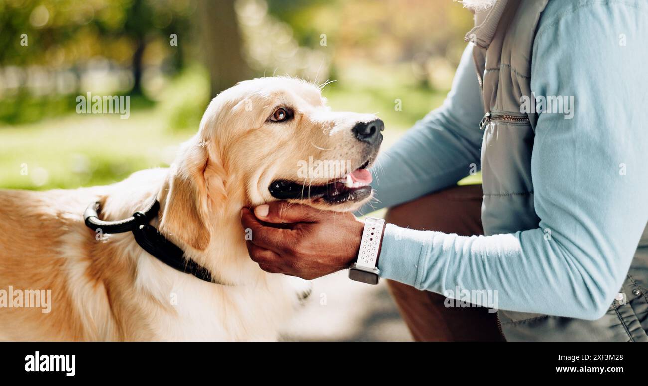 Tier, Hund und Hand im Park für Spaziergänge, Bewegung und Golden Retriever Rasse zum Training. Haustier, Schutz und Leitfaden für emotionale Unterstützung und Liebe Stockfoto