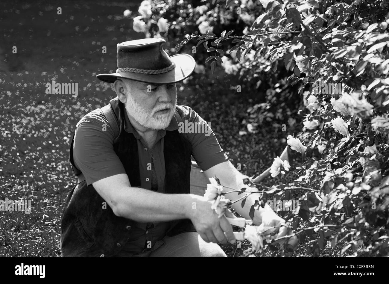 Reifer Gärtner. Senior pflanzt Blumen im Garten. Bauer im Garten, der