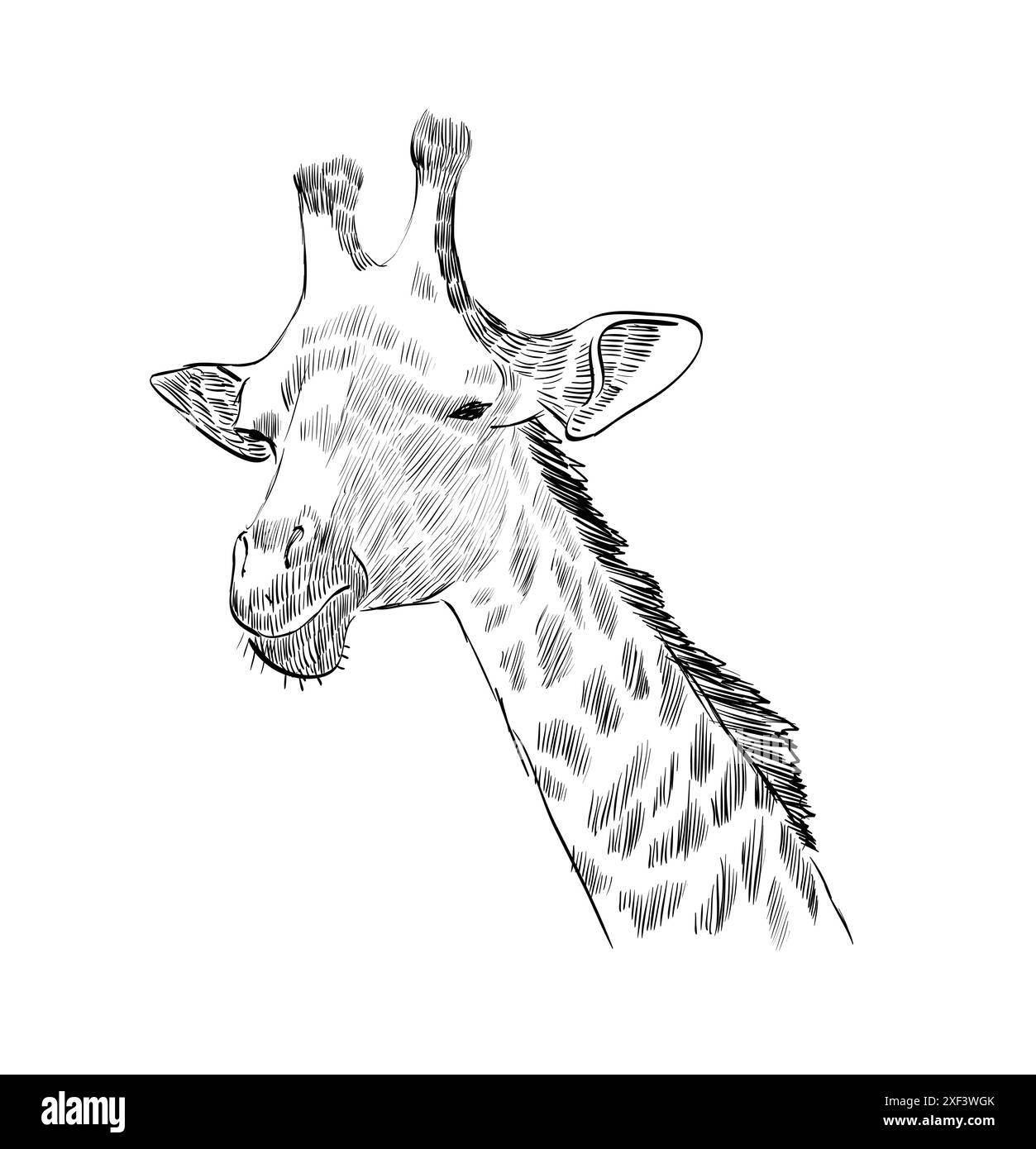 Skizze des Giraffen-Kopfes auf weißem Hintergrund Stock Vektor