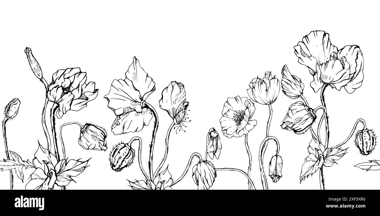 Hand gezeichnete Vektor-Grafik botanische Illustration Blumen Blätter. Roter Mohn Papaver, Stiele Knospen Samenkörner. Nahtloses Banner isolierter weißer Hintergrund Stock Vektor