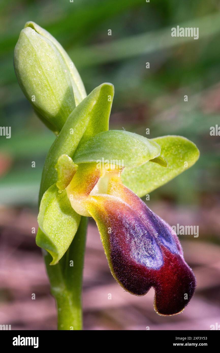 Traubenkraut-Orchidee (Ophrys funerea), Orchidaceae. Knollige krautige, wilde Pflanze. Greve in Chianti, Toskana, Italien. Stockfoto