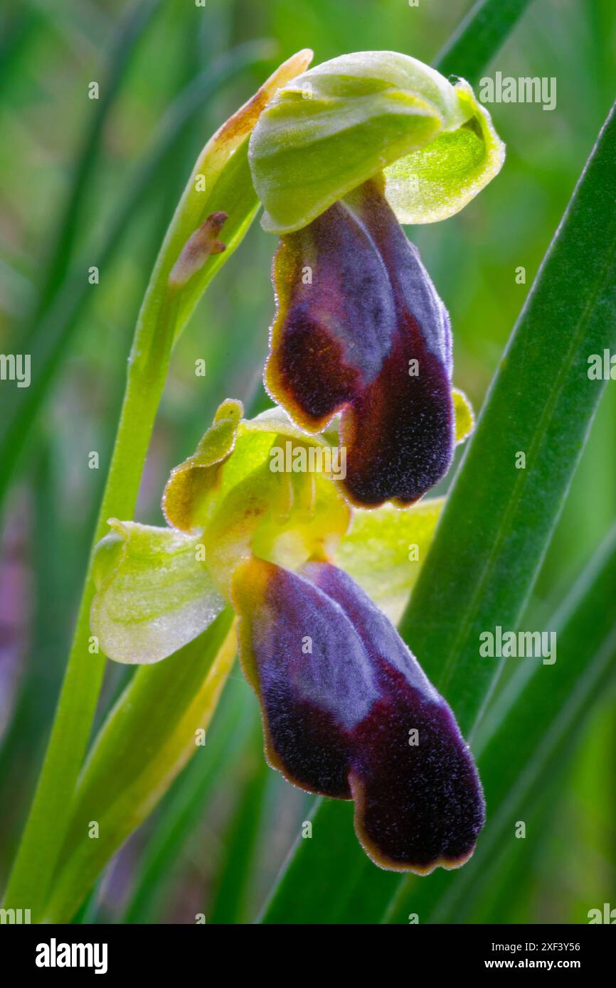Traubenkraut-Orchidee (Ophrys funerea), Orchidaceae. Knollige krautige, wilde Pflanze. Greve in Chianti, Toskana, Italien. Stockfoto