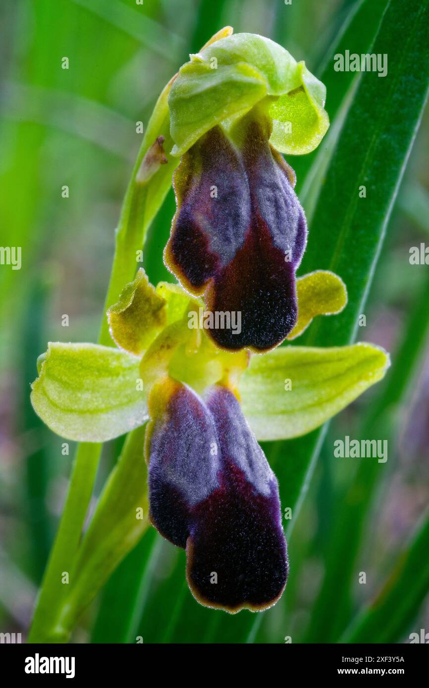 Traubenkraut-Orchidee (Ophrys funerea), Orchidaceae. Knollige krautige, wilde Pflanze. Greve in Chianti, Toskana, Italien. Stockfoto