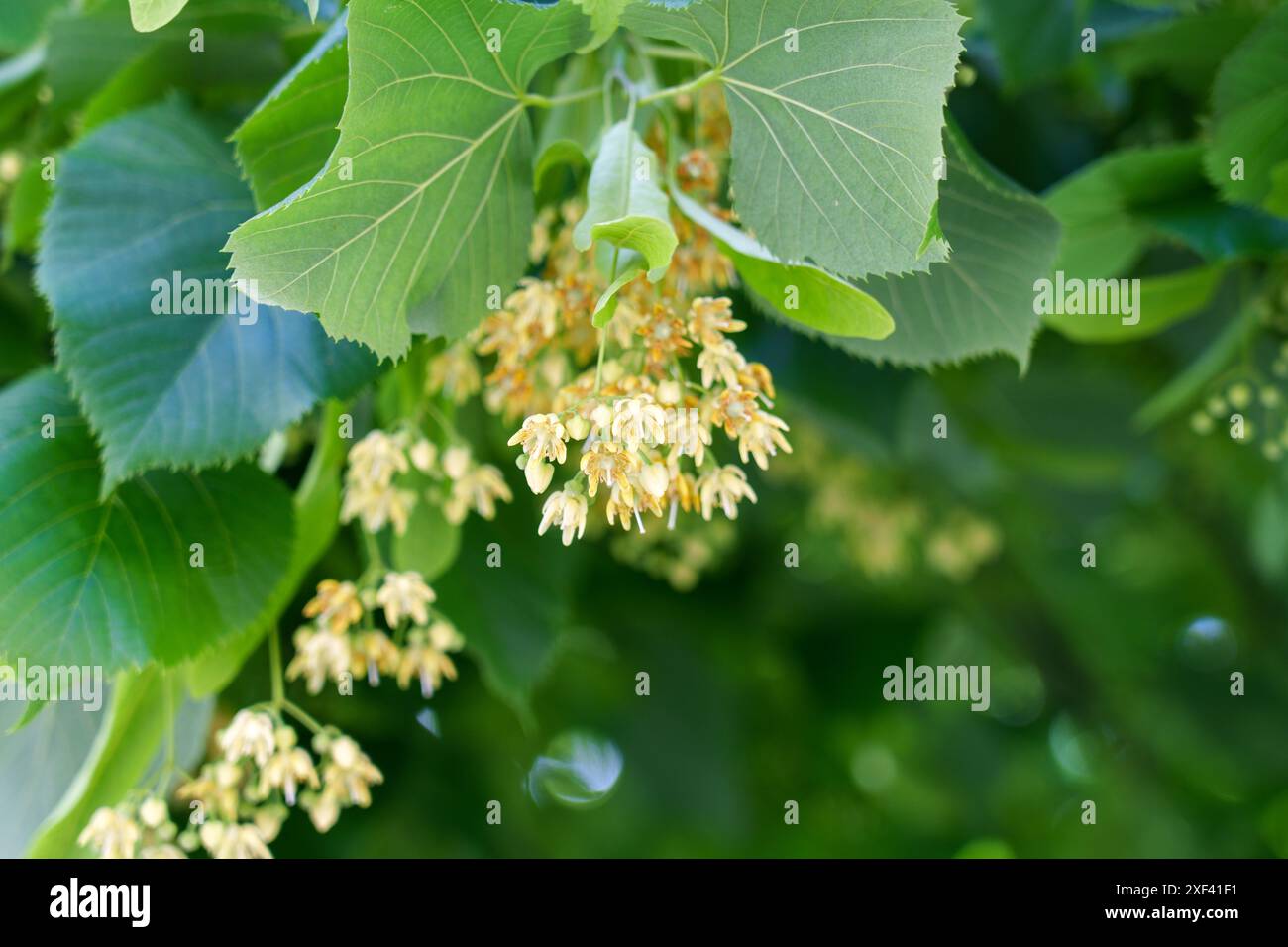 Blühender medizinischer Lindenbaum. Tilia Cordata blüht mit einem weichen grünen Hintergrund Stockfoto