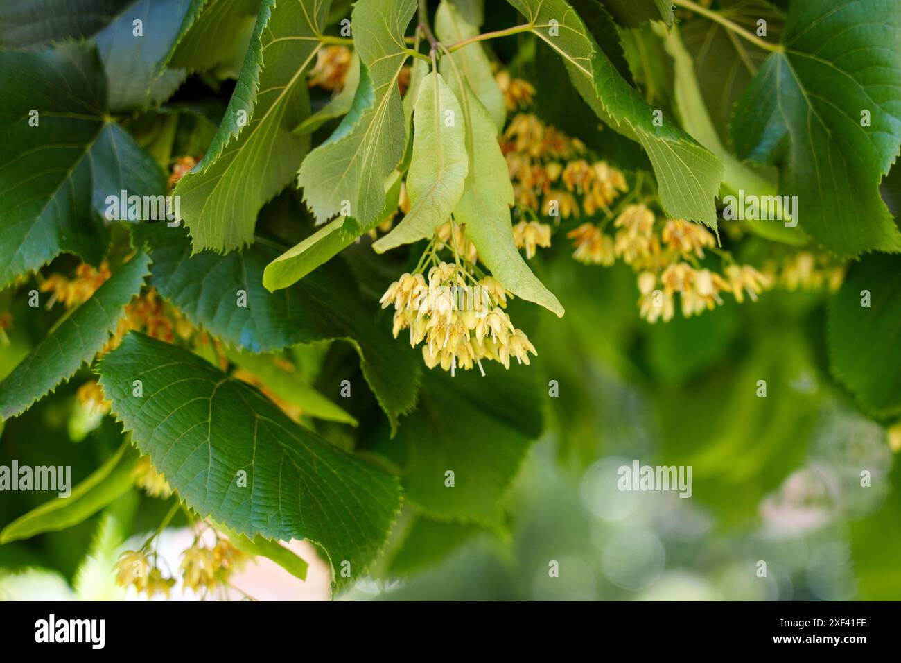 Im juni blühen Lindenbäume mit aromatischen, wunderschönen Blüten aus biologischem Anbau und frischem, grünem, lebendigem Laub Stockfoto