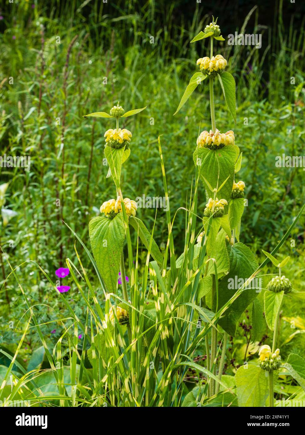 Gelbe Blüten von Phlomis russeliana stehen im Kontrast zur gelben Banderole von Miscanthus sinensis „Gold Bar“ in einer Sommergrenze Stockfoto