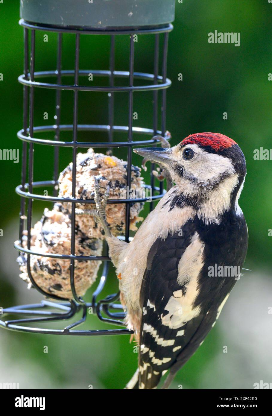 Großspecht (Dendrocopos Major) Jungvögel essen Fettbällchen aus einem Gartenvogelfutter. Juli, Kent, Großbritannien Stockfoto