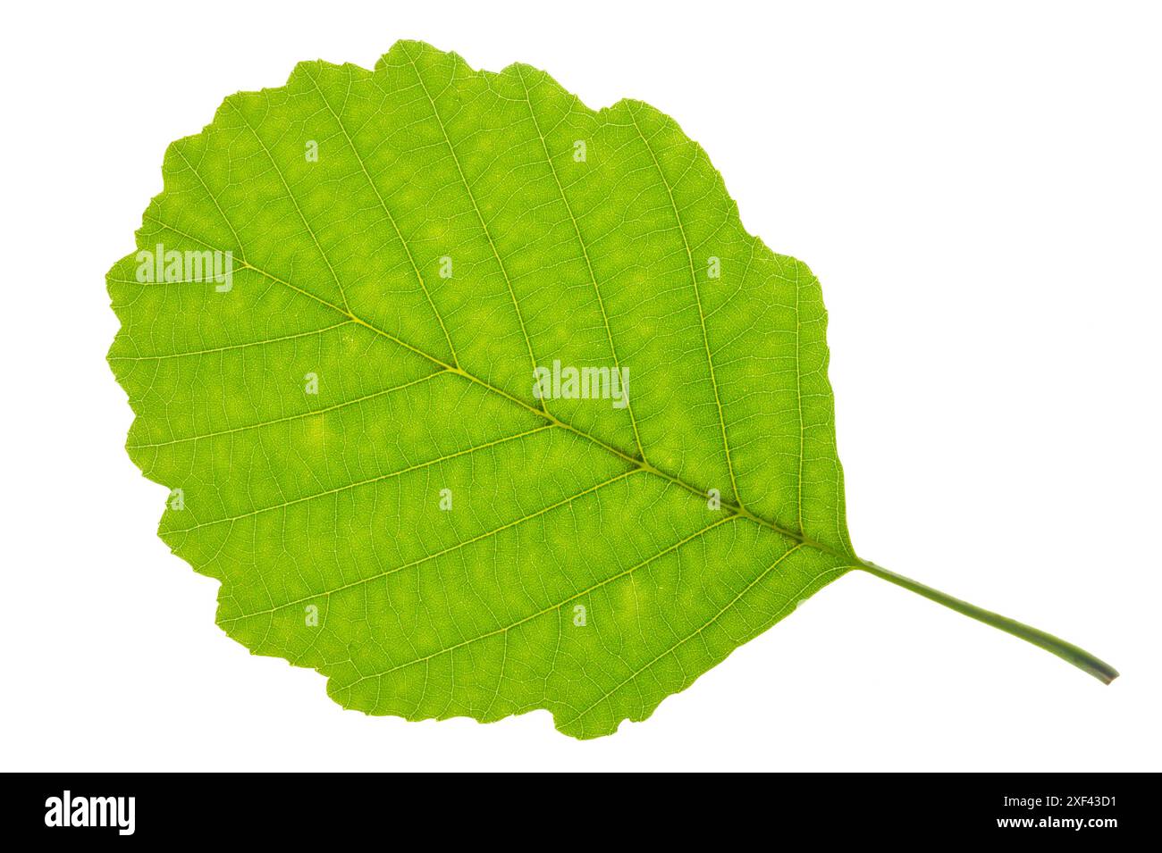 Erle ein Blatt von der Erle im Detail isoliert über weißem Hintergrund *** Erle Ein Blatt der Erle, das detailliert über weißem Hintergrund isoliert ist Stockfoto