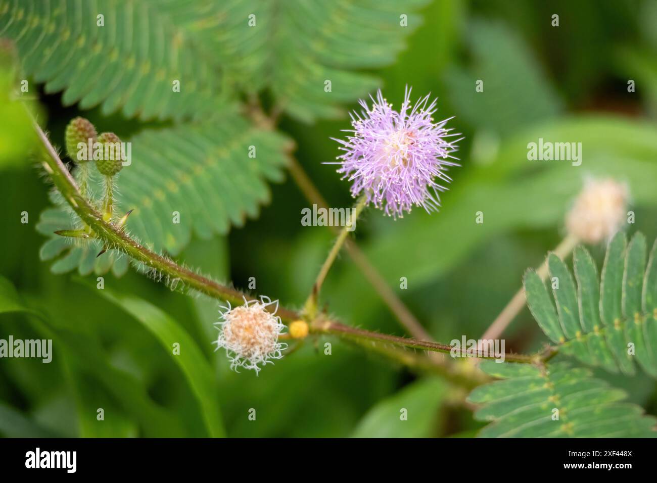 Wunderschöne Schampflanze (Mimosa pudica) Blume und Knospen mit grünem Blatthintergrund. Sie wird auch als empfindliche Pflanze, verschlafene Pflanze, Aktionspflanze bezeichnet Stockfoto