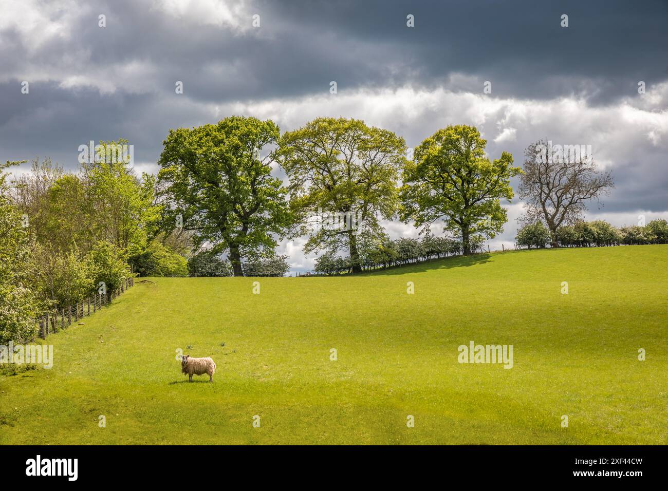 Geographie / Reise, Großbritannien, Schottland, Weiden und Felder in der Nähe von Melrose, ADDITIONAL-RIGHTS-CLEARANCE-INFO-NOT-AVAILABLE Stockfoto