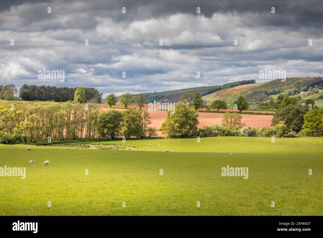 Geographie / Reise, Großbritannien, Schottland, Weiden und Felder in der Nähe von Melrose, ADDITIONAL-RIGHTS-CLEARANCE-INFO-NOT-AVAILABLE Stockfoto