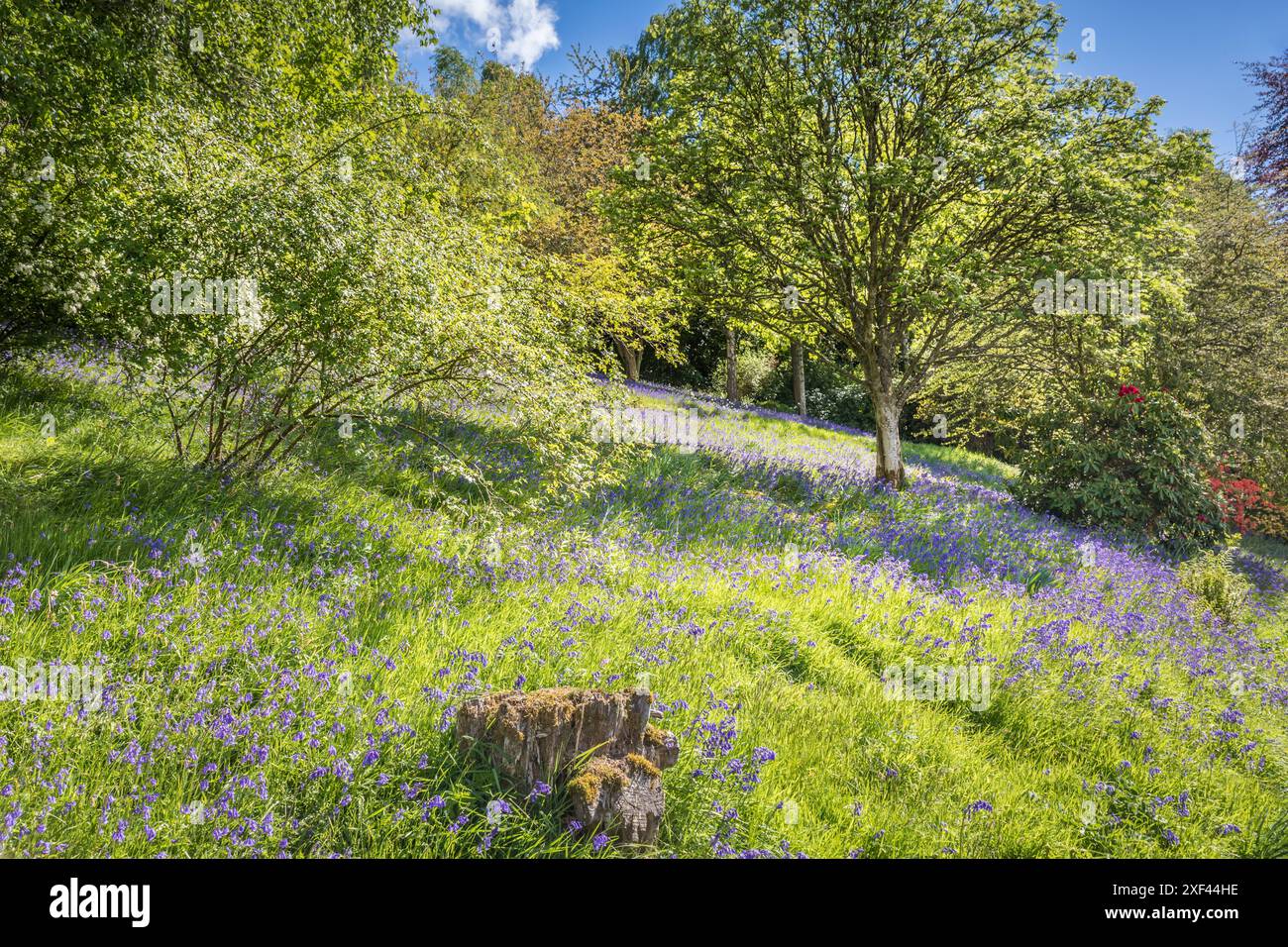 Geografie / Reise, Großbritannien, Schottland, Bluebells im Abbotsford House Park, Melrose, ADDITIONAL-RIGHTS-CLEARANCE-INFO-NOT-AVAILABLE Stockfoto