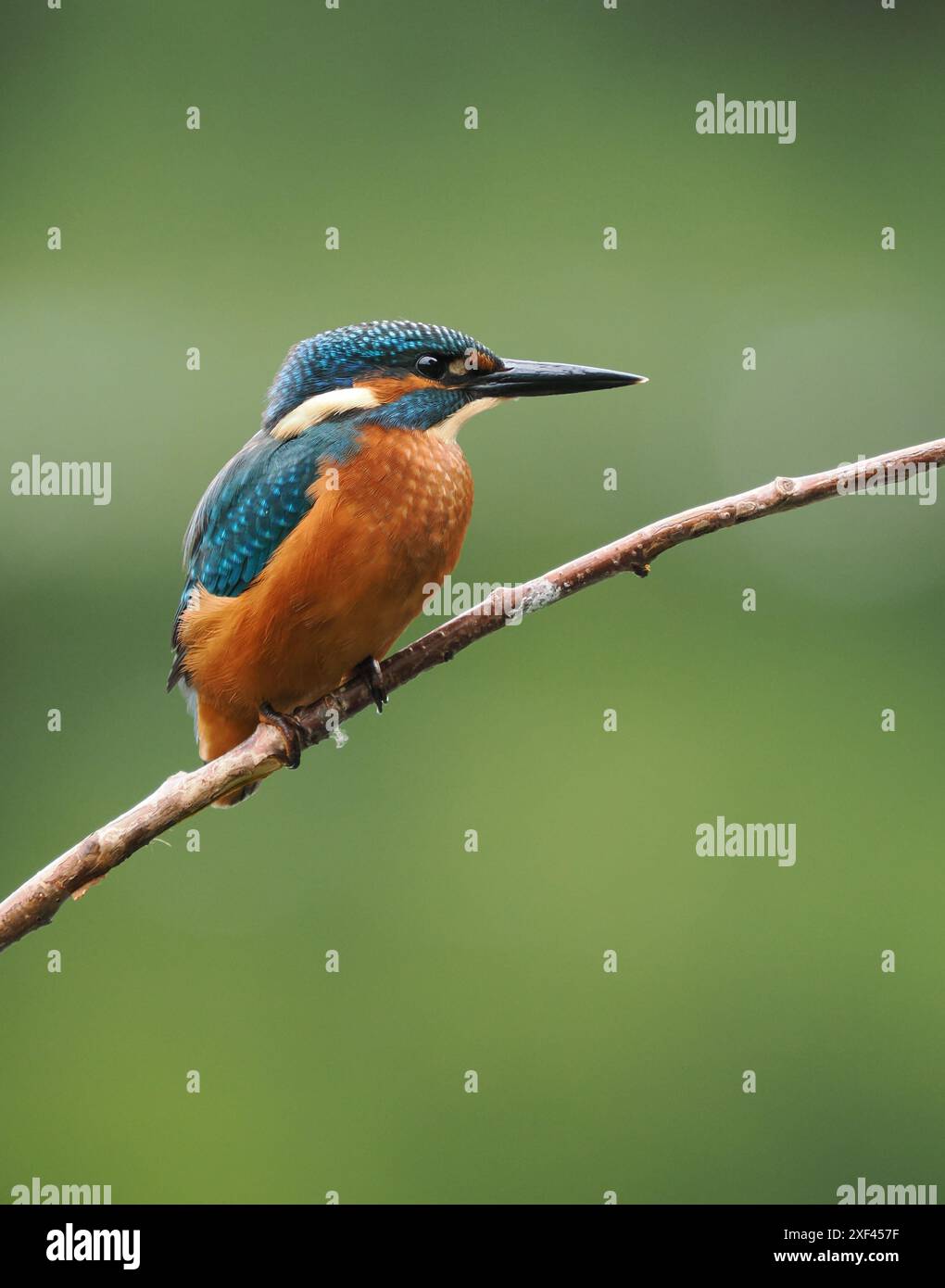 Junge eisvogel haben sehr dunkle Füße, die im Erwachsenenalter rot werden. Stockfoto