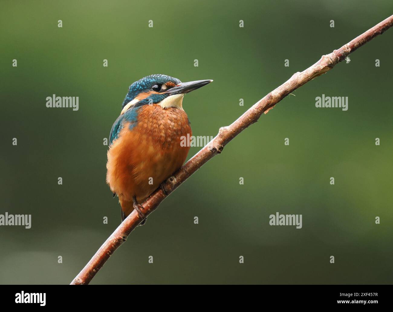 Junge eisvogel haben sehr dunkle Füße, die im Erwachsenenalter rot werden. Stockfoto