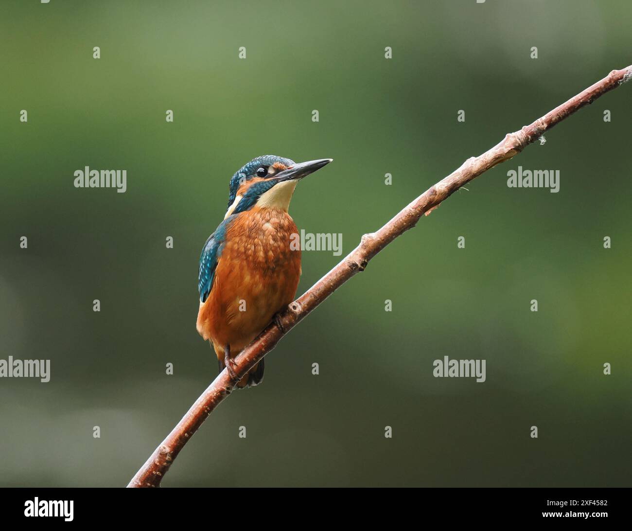 Junge eisvogel haben sehr dunkle Füße, die im Erwachsenenalter rot werden. Stockfoto
