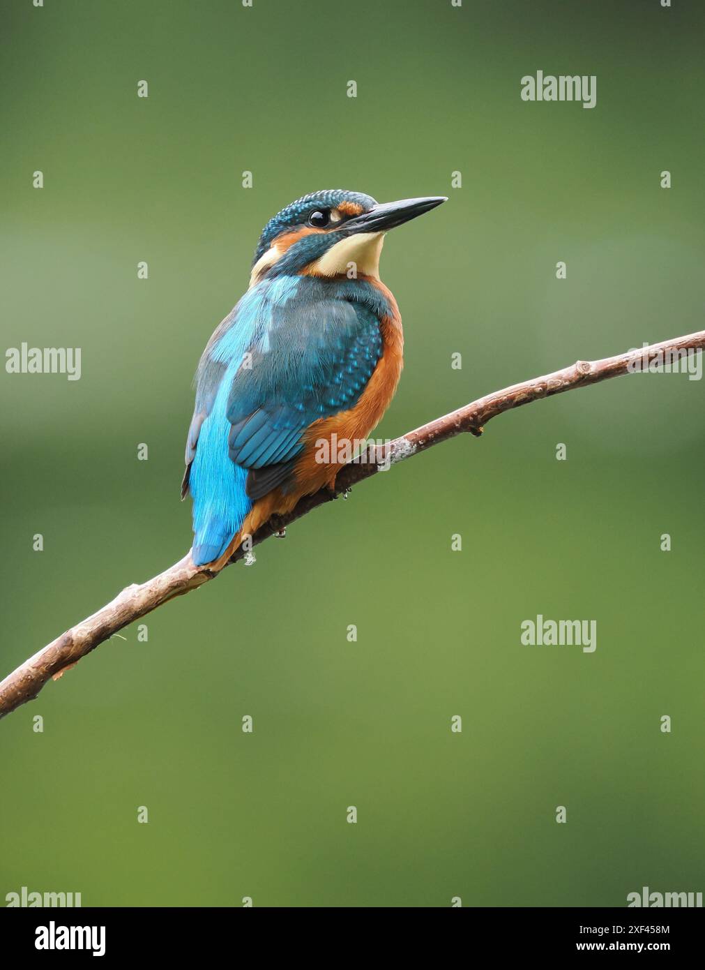 Junge eisvogel haben sehr dunkle Füße, die im Erwachsenenalter rot werden. Stockfoto