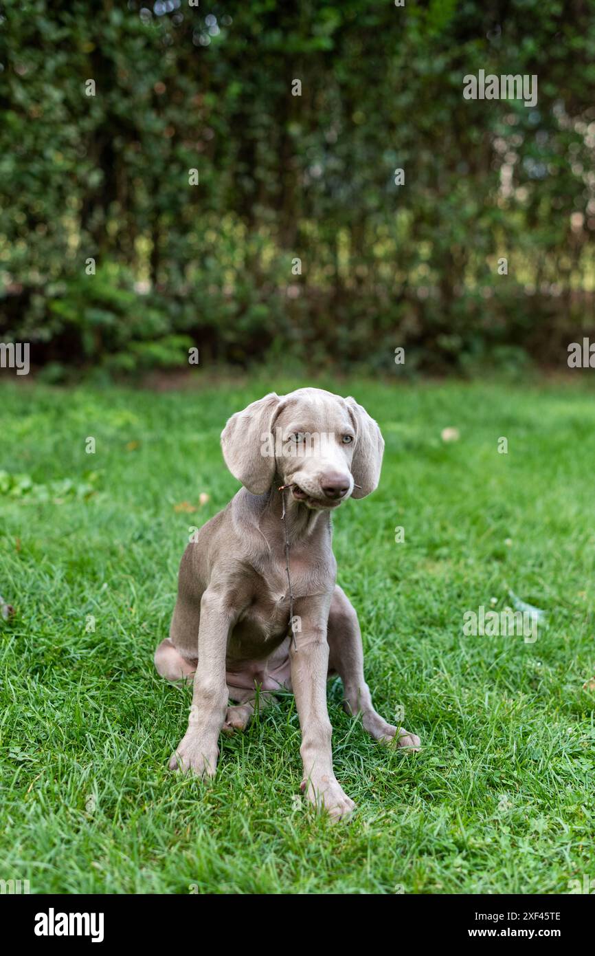 Ein weimaraner-Welpe mit blauen Augen sitzt auf einer Wiese und kaut einen Stock Stockfoto
