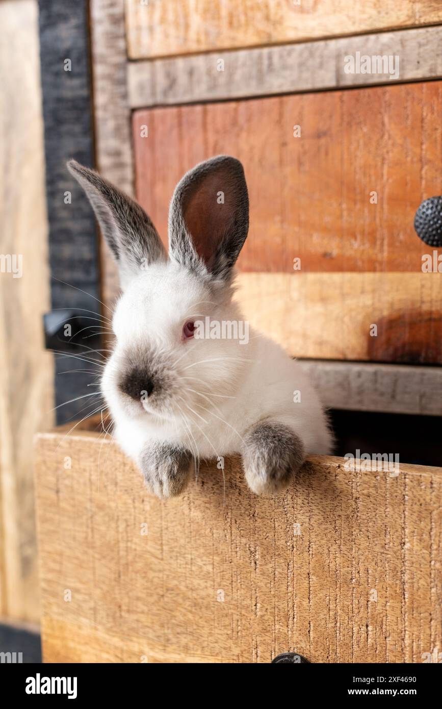 Ein weißes Kaninchen mit grauen Augen wird in einer Schublade eines alten Holzschranks ausgestellt. Der Kopf, die Ohren und die beiden Vorderpfoten sind sichtbar. Stockfoto