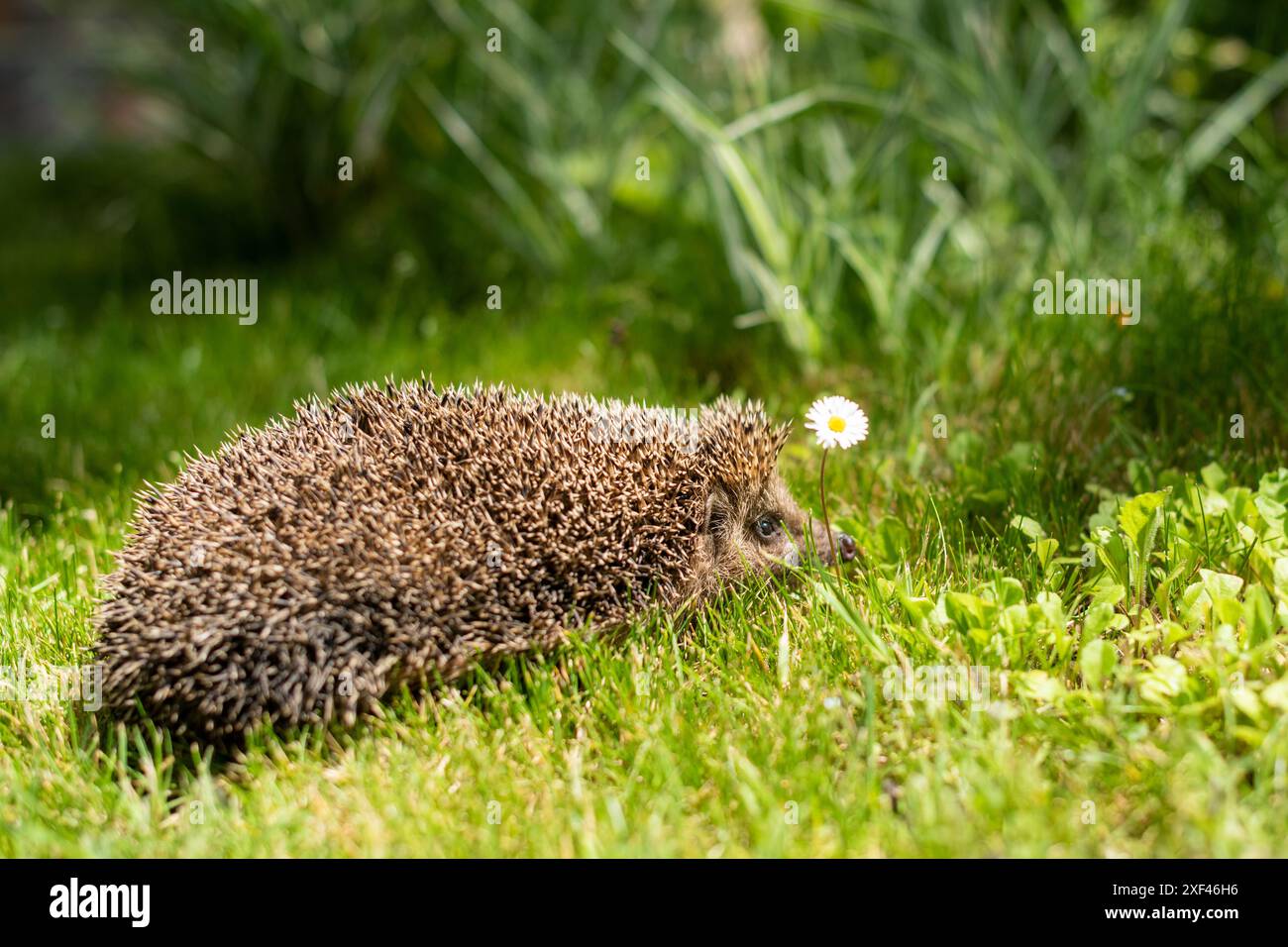 Ein Igel läuft in einem Garten, ein Gänseblümchen vor seiner Nase. Profil des Igels - sein Auge und sein Ohr sind deutlich sichtbar. Stockfoto