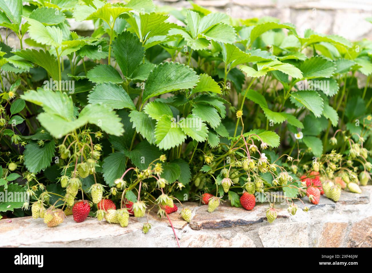 Junge Erdbeerpflanzen mit roten und grünen Früchten und Blüten im Garten. Stockfoto