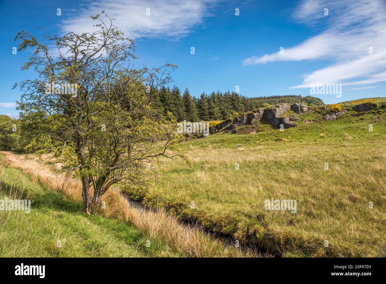 Geografie / Reise, Großbritannien, Schottland, Weide und Moorgebiete südlich von Stirling, ADDITIONAL-RIGHTS-CLEARANCE-INFO-NOT-AVAILABLE Stockfoto