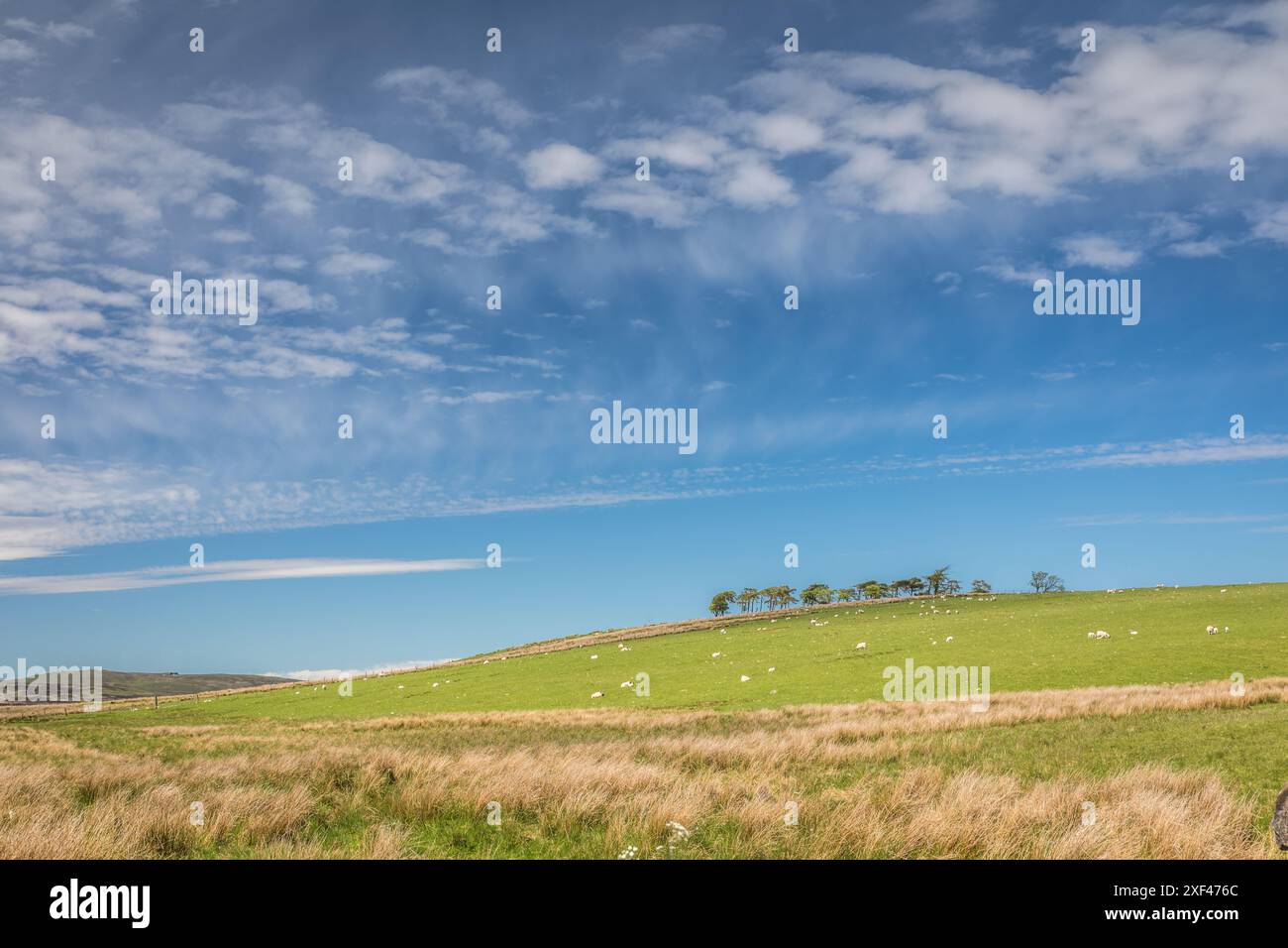 Geografie / Reise, Großbritannien, Schottland, Weide und Moorgebiete südlich von Stirling, ADDITIONAL-RIGHTS-CLEARANCE-INFO-NOT-AVAILABLE Stockfoto