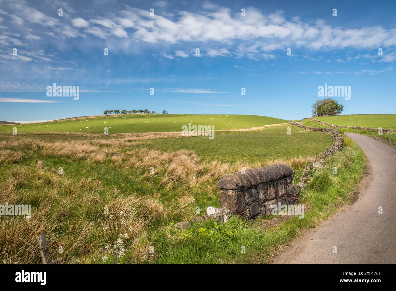 Geografie / Reise, Großbritannien, Schottland, Straße durch Weiden und Moorgebiete südlich von Stirling, ADDITIONAL-RIGHTS-CLEARANCE-INFO-NOT-AVAILABLE Stockfoto